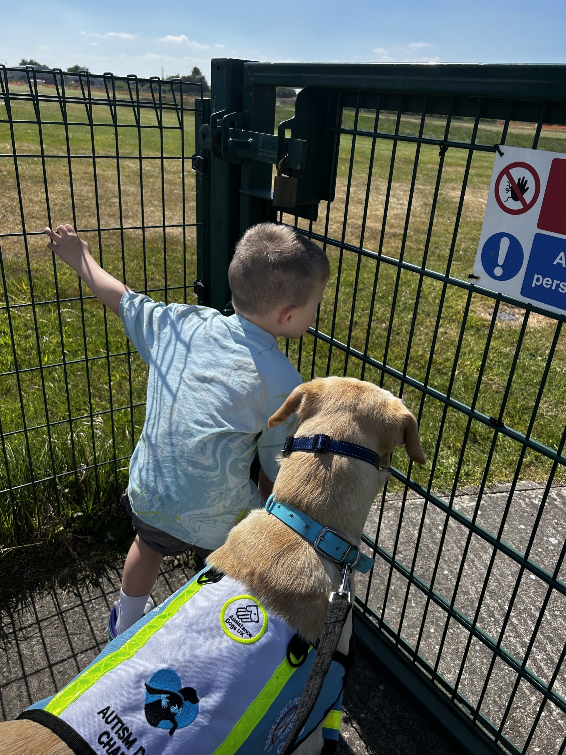 A young boy stands by a metal gate, looking through it, while a yellow autism assistance dog wearing a blue vest stands beside him on a sunny day. Signs are posted on the gate.