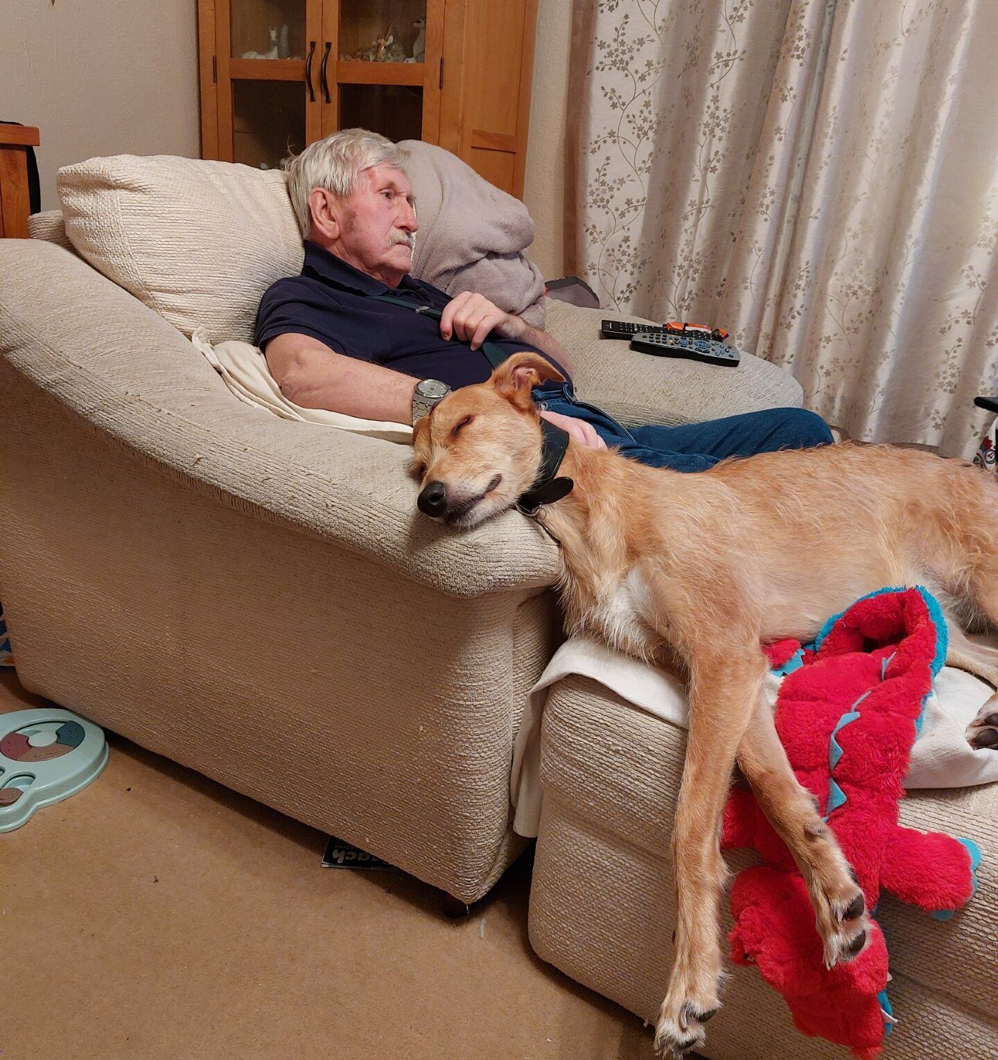 An older man relaxes on a beige sofa, watching TV with a remote nearby. A tan dog sleeps beside him, sprawled out with its head on the armrest and a red plush toy under its paws.